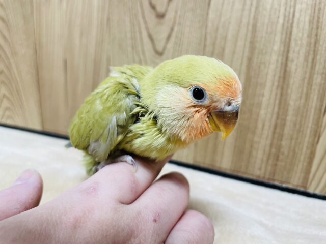 コザクラインコ（小桜インコ）