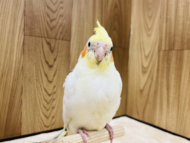 オカメインコ