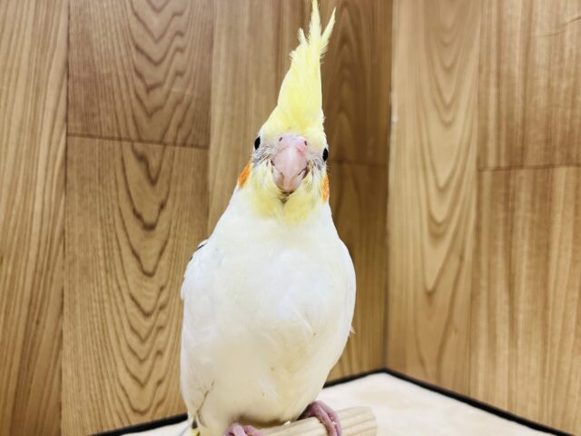 オカメインコ