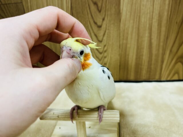 オカメインコ