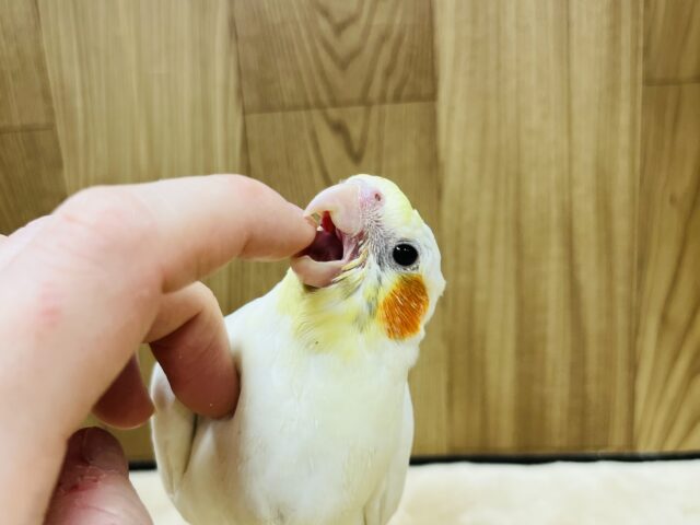 オカメインコ