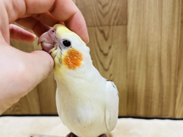 オカメインコ