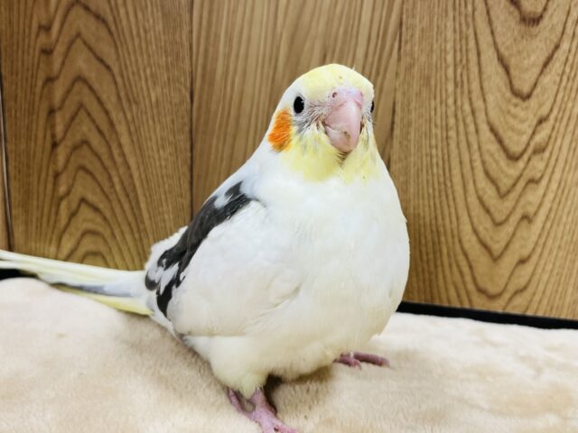 オカメインコ