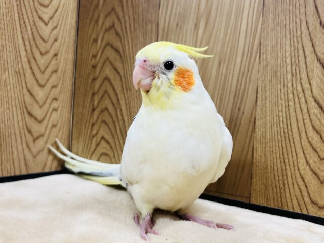 オカメインコ