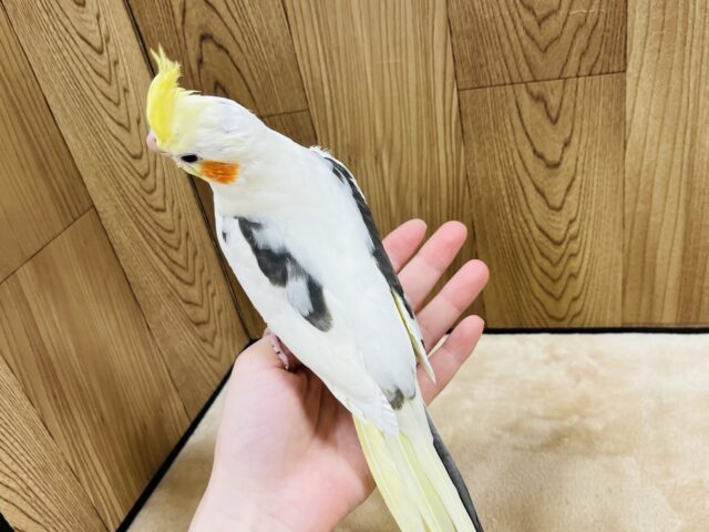 オカメインコ