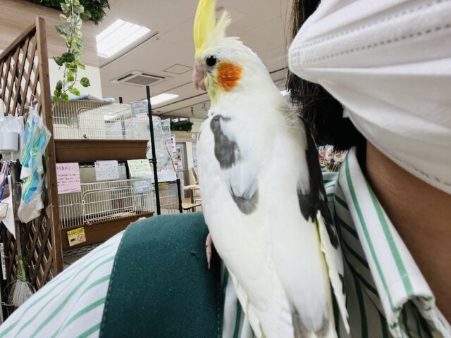 オカメインコ