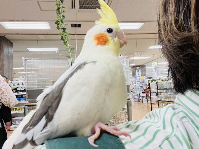 オカメインコ