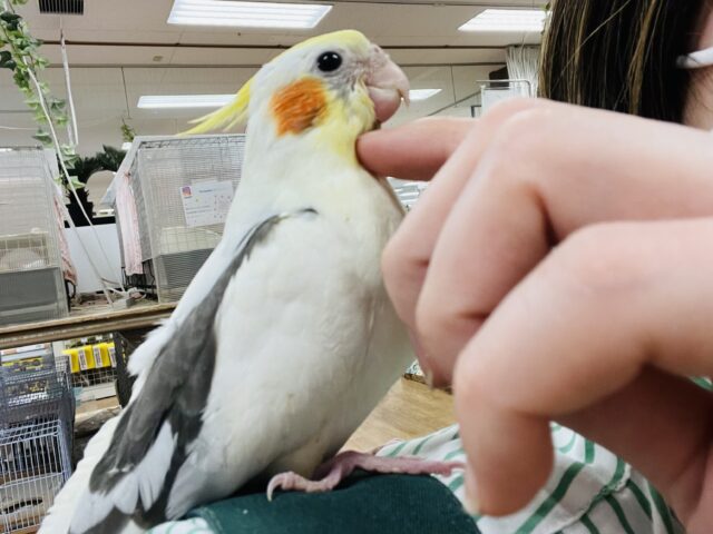 オカメインコ