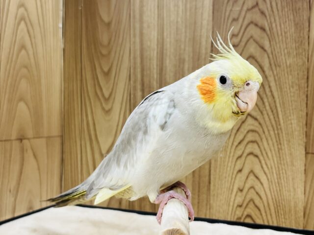 オカメインコ