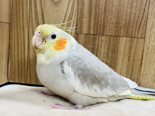 オカメインコ