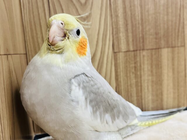オカメインコ