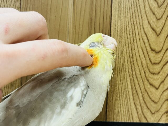 オカメインコ