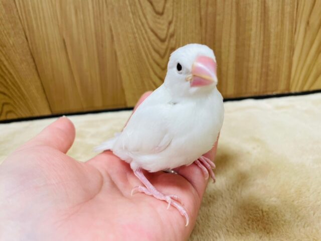 白文鳥