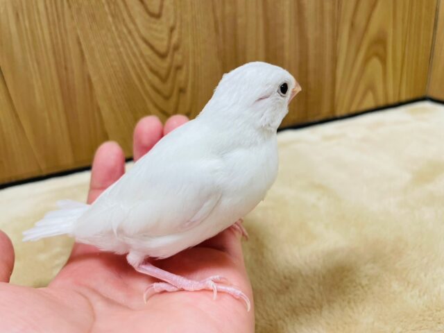 白文鳥