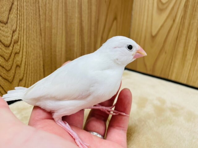白文鳥