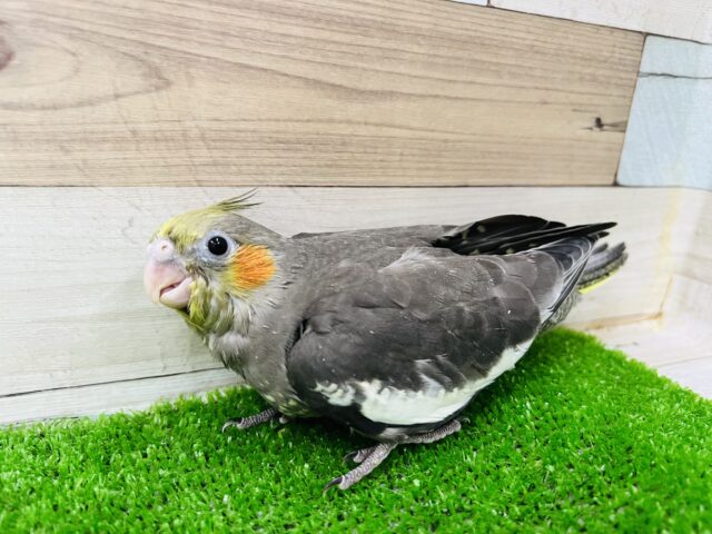 オカメインコ