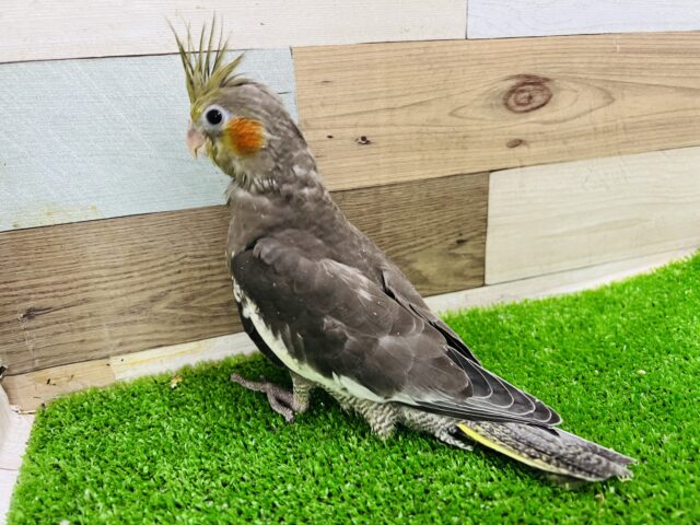 オカメインコ