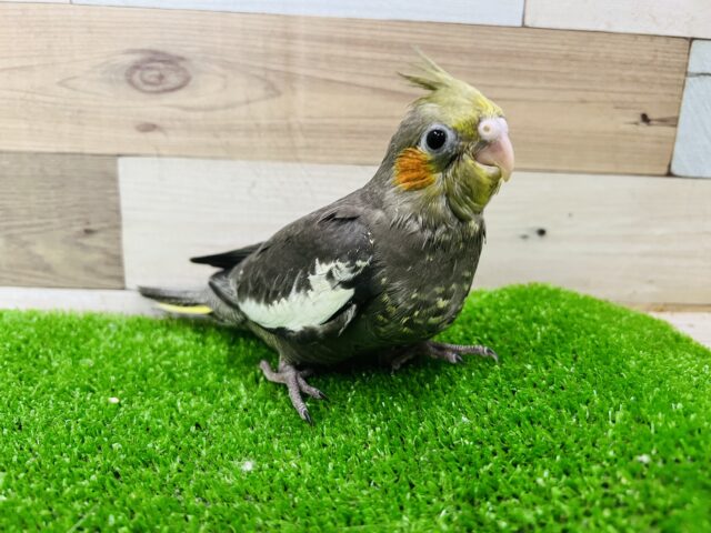 オカメインコ