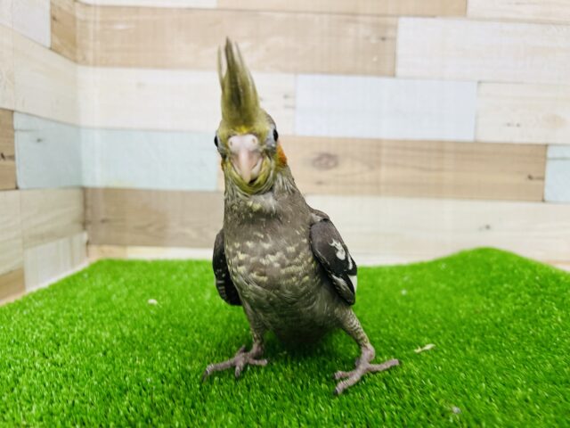 オカメインコ