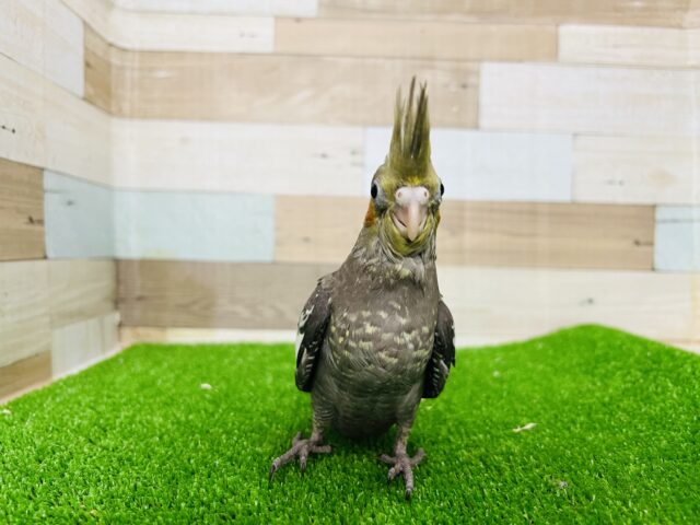 オカメインコ