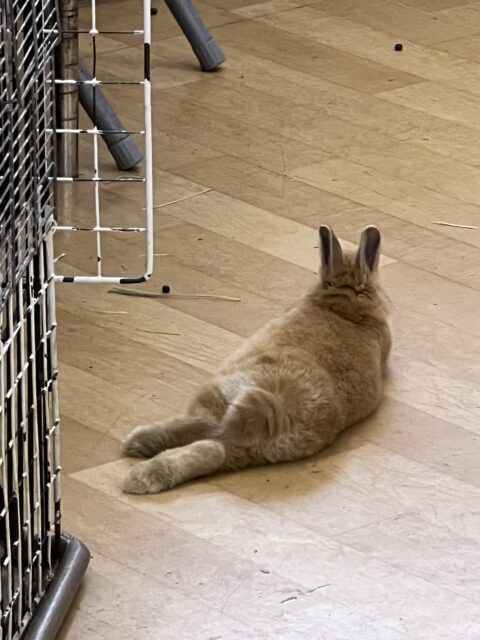 ネザーランドドワーフ