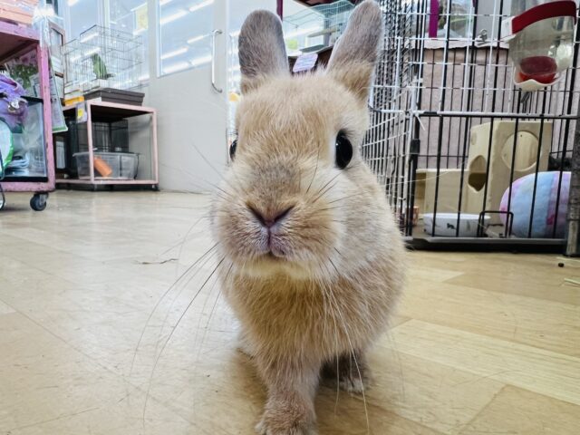 ネザーランドドワーフ