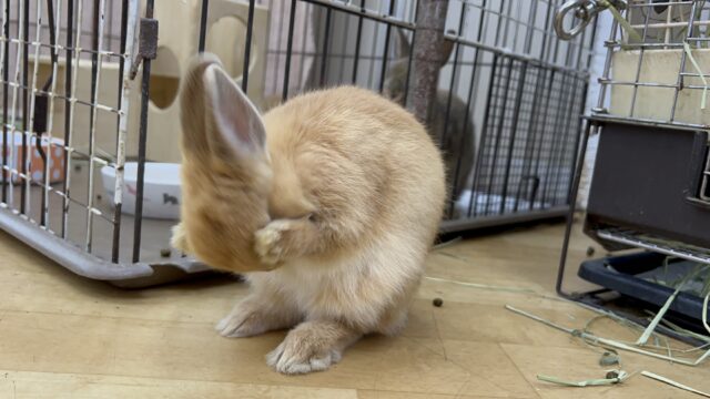 ネザーランドドワーフ