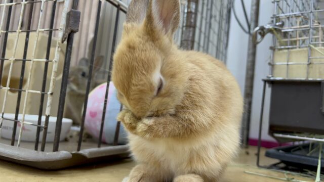 ネザーランドドワーフ