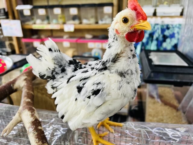 碁石チャボ（ゴイシチャボ）