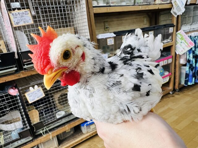 タン君だよ〜☆寂しがりや♡ぶちぶち模様の手乗り碁石チャボ♡ 碁石チャボ(ゴイシチャボ)