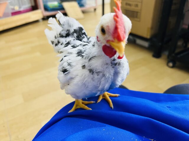 タン君だよ〜☆寂しがりや♡ぶちぶち模様の手乗り碁石チャボ♡ 碁石チャボ(ゴイシチャボ)