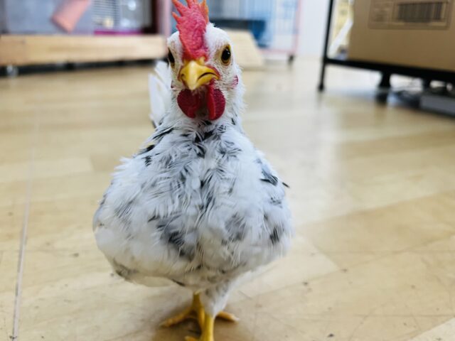 碁石チャボ（ゴイシチャボ）