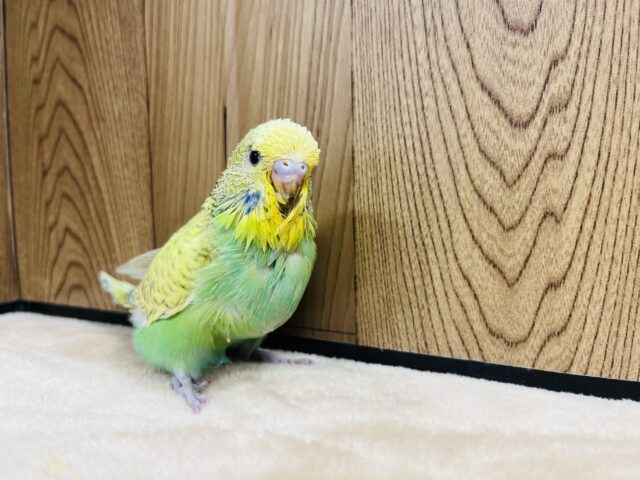 ジャンボセキセイインコ