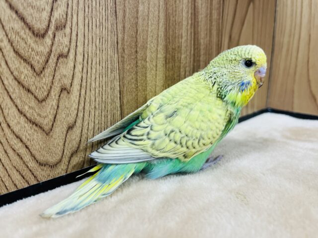 ジャンボセキセイインコ