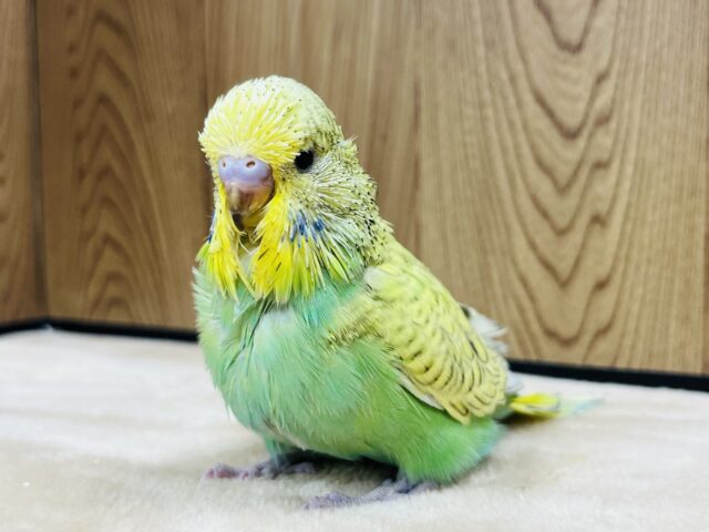 ジャンボセキセイインコ