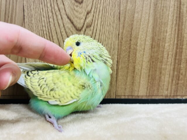 ジャンボセキセイインコ