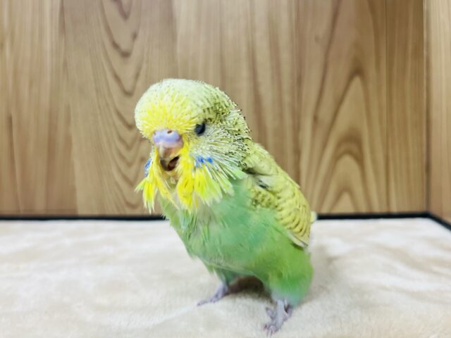 ジャンボセキセイインコ