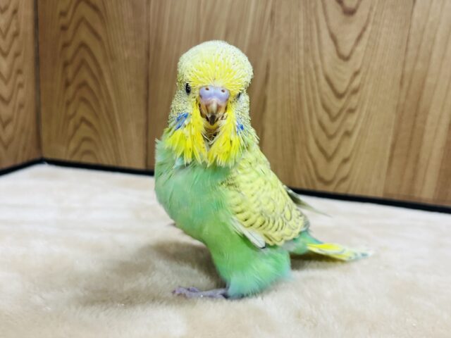 ジャンボセキセイインコ