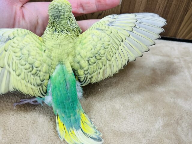 ジャンボセキセイインコ