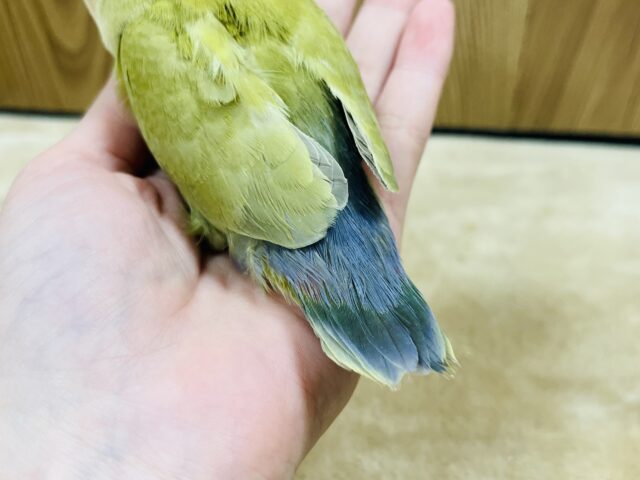 コザクラインコ（小桜インコ）