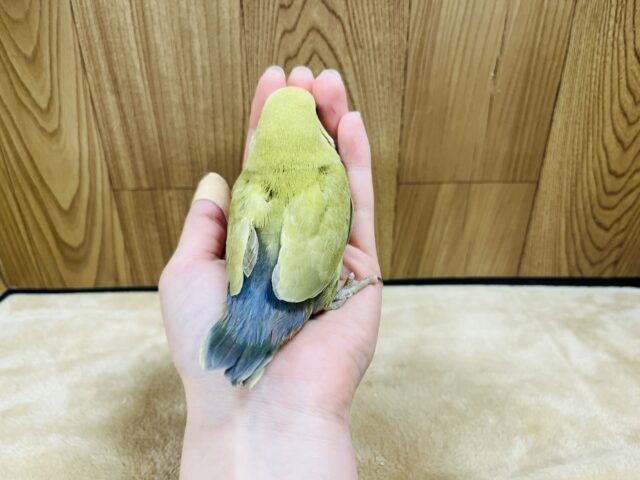 コザクラインコ（小桜インコ）