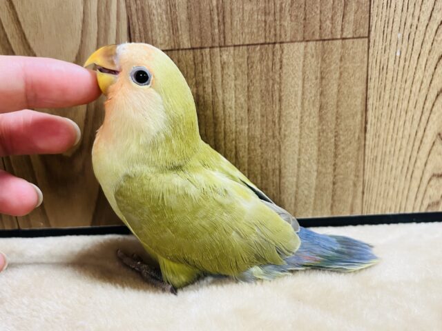 コザクラインコ（小桜インコ）