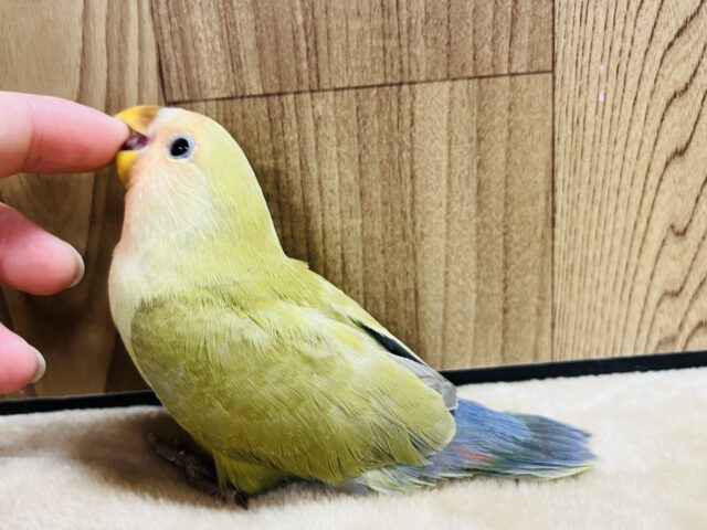 コザクラインコ（小桜インコ）