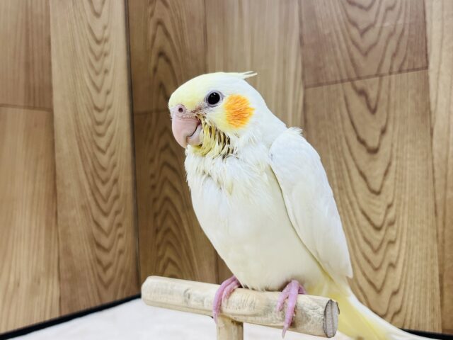 オカメインコ
