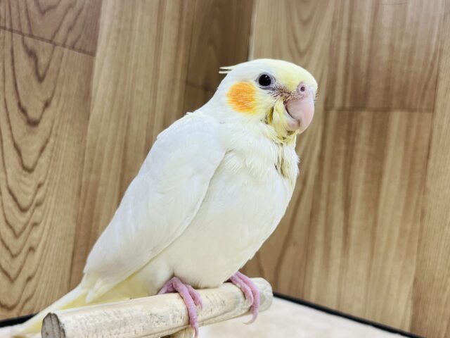 オカメインコ