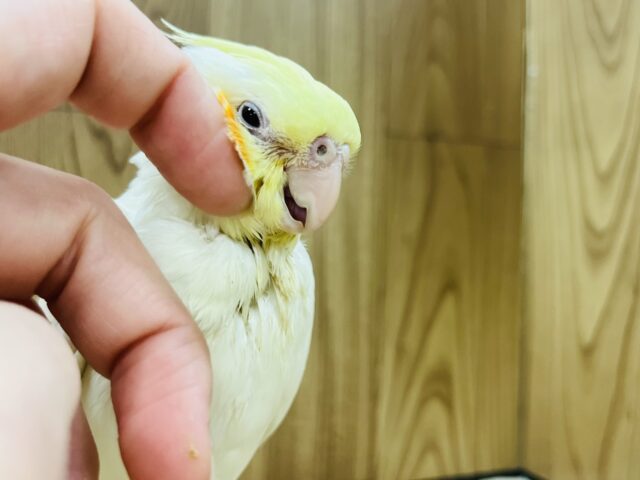 オカメインコ