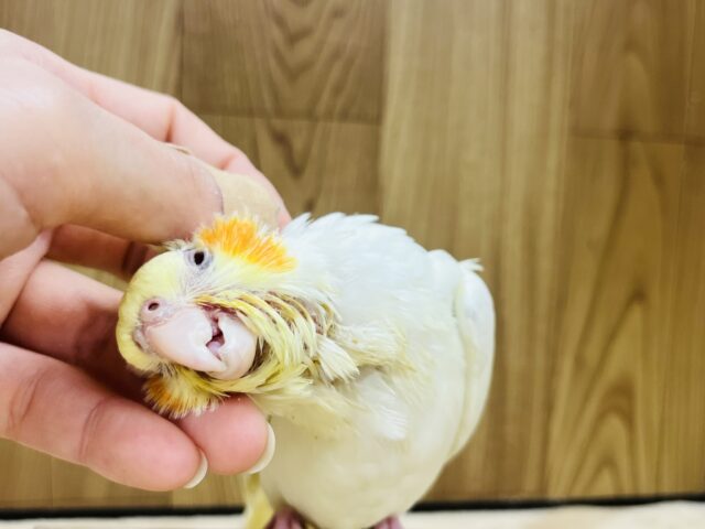 オカメインコ