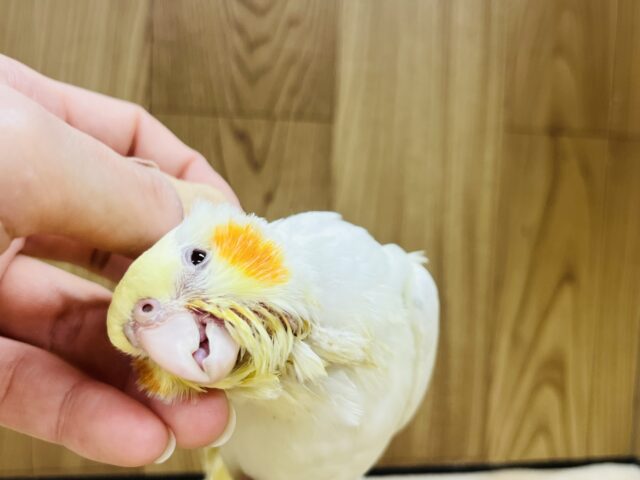 オカメインコ