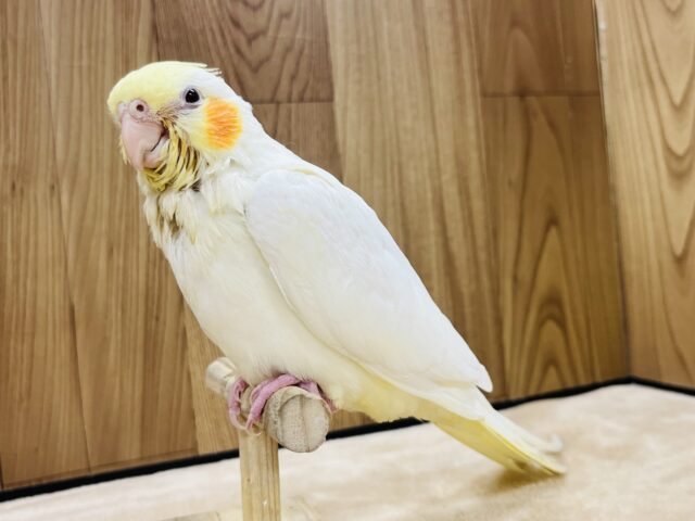 オカメインコ
