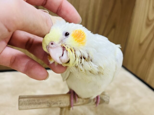 オカメインコ